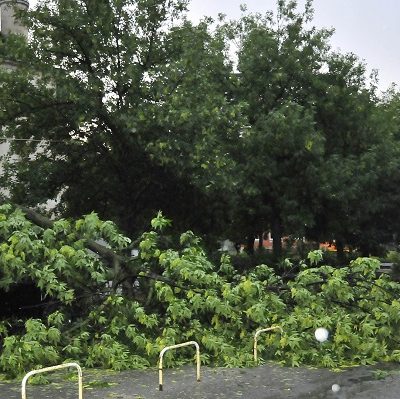 Пожарникари отстраниха 11 паднали дървета в Новопазарско